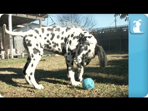 Dalmatian Puppies – Puppy Love