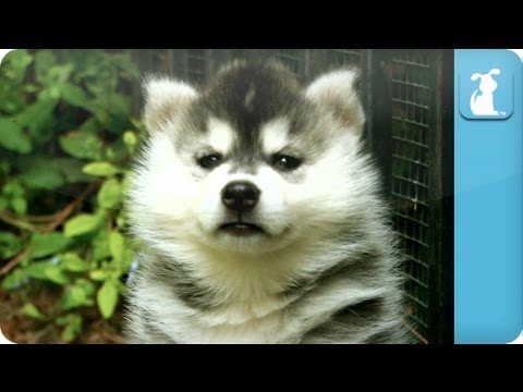 Siberian Husky Puppies – Puppy Love