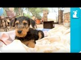 Airedale Terriers Puppies - Puppy Love