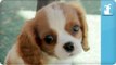 Puppy Love - Cavalier King Charles Spaniels