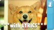 Carly Rae Jepsen - Call Me Maybe - Corgi Rae - Pet Parody **with Lyrics**