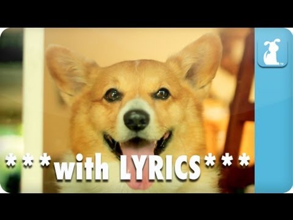 Carly Rae Jepsen - Call Me Maybe - Corgi Rae - Pet Parody **with Lyrics