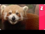 Bindi & Robert Irwin feature - Red Pandas (Yoddah and Pasang) - Growing Up Wild.