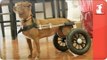 Unadoptables - Chihuahua named Beatrice gets around in wheelchair