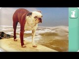 Surf Dog Goes Surfing - Funny Boston Terrier Hits the Waves