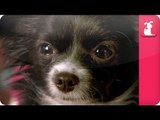 Chihuahua who hates walks and the Animal Communicator - Pet Sense: Robin and Mochi Part 2