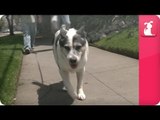 Animal Communicator and Over-protective dog- Pet Sense: Leo and Emma Part 2.mov