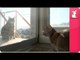 Animal Communicator and Angry Cat- Pet Sense: Nancye and Molly Part 2