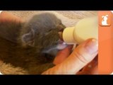 Cute Kitten Drinks from Baby Bottle- Bottle Baby