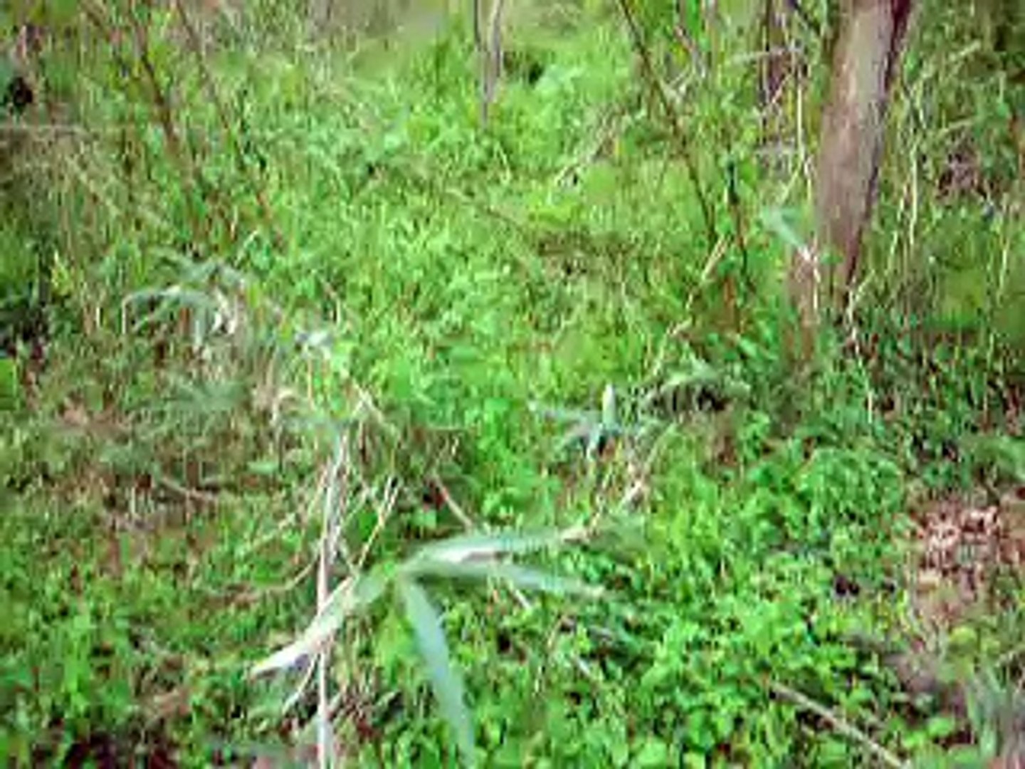 beagle rabbit hunting