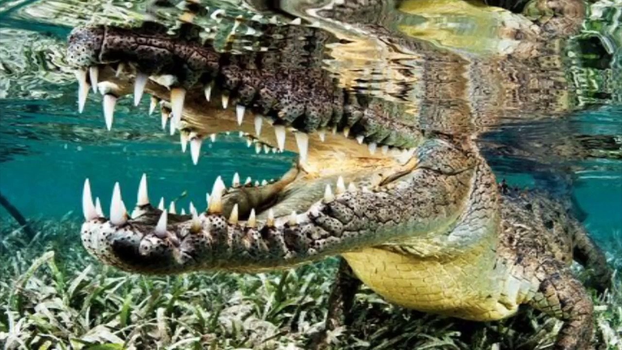 Top 10 Most Dangerous Animals In The World