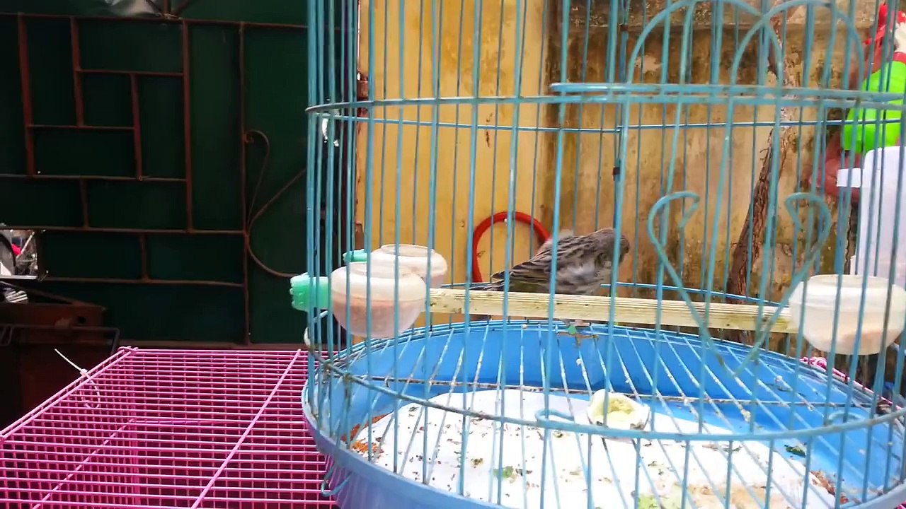 Bán chim yến hót các màu .hoàng mai .hà nội đt 0962.880.866