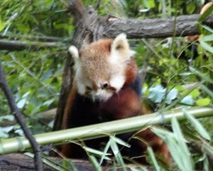 Tierfilm ( verschiedene Tierarten )