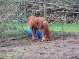 Kody Meets the Big Blue Ball