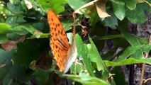 Flauto traverso...Butterfly...La Poesia delle Farfalle.