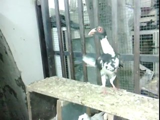 Kara Alaca Bagdadı Kuyruk Beyaz Şanlıurfa