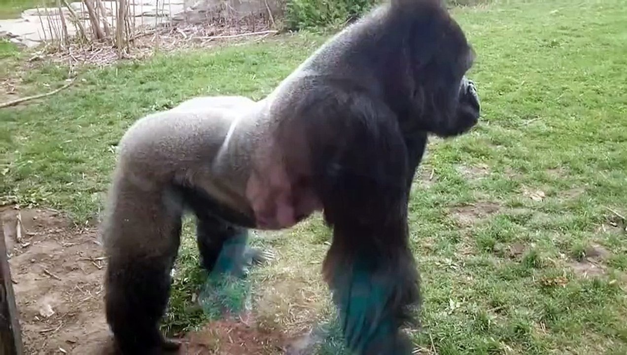 Un Gorille énervé attaque une famille dans un zoo