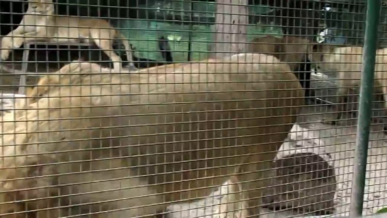 Ne pas mettre un chien dans une cage pleine de lions
