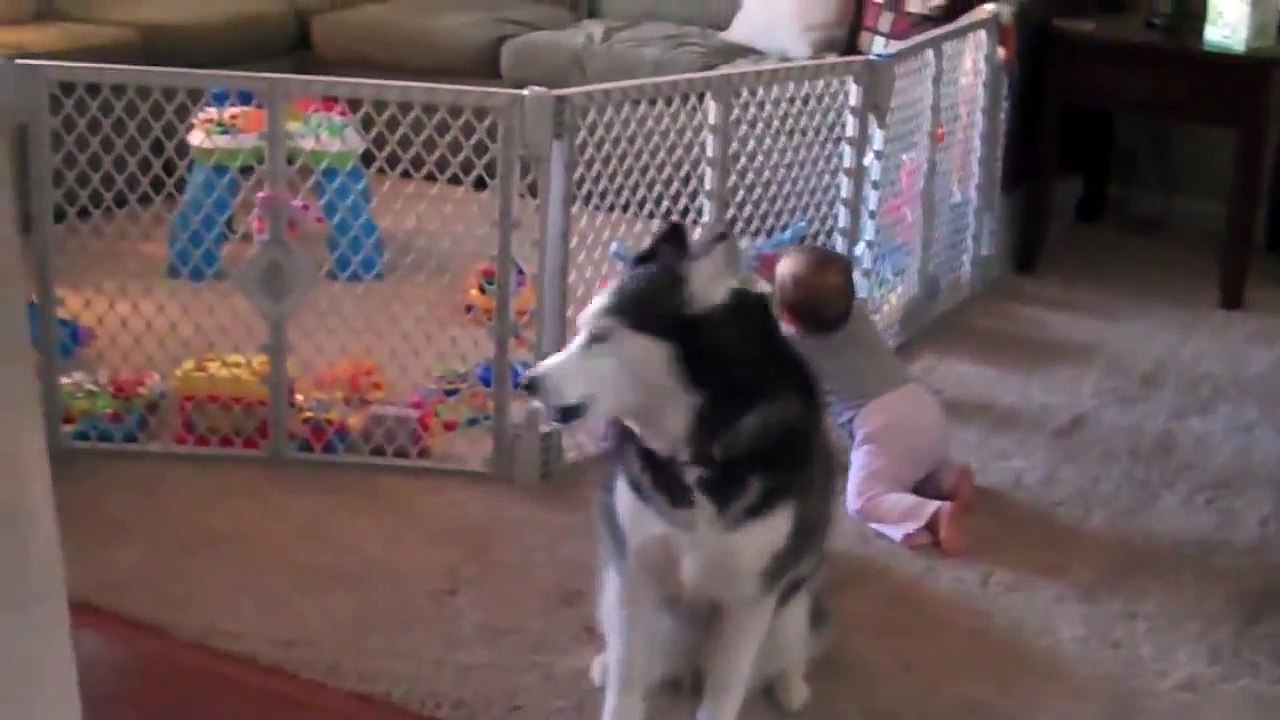 COMPILATION CHATS et CHIENS VIDEO BUZZ - chat drôle !!