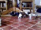 5 week old shih tzu puppies playing and going crazy SONG BY Brother luke:- ALONE