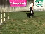 A Dog's Eye View of Agility!