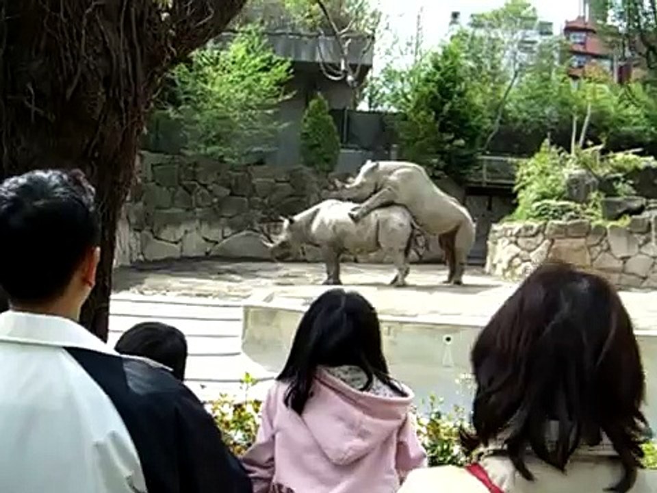 サイの交尾2
