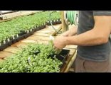 Buying Vegetable & Fruit Plants : Choosing & Planting Celery