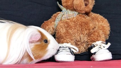 Amazing Guinea Pigs Tricks (with Twix and Lilo)