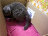 British Shorthair Cat giving birth - no editing