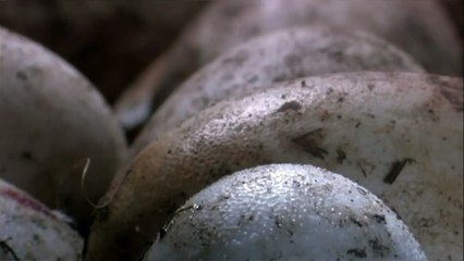 NATURE   Born Wild  The First Days of Life   Preview   PBS