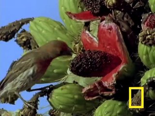 Blood Squirting Lizard