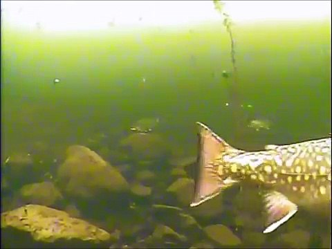 Monster Brook Trout - Underwater Ice Fishing