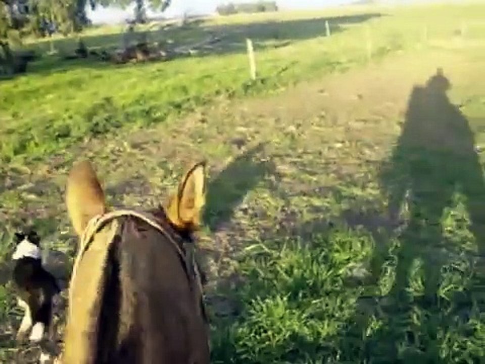 CABALLOS CRIOLLO ARGENTINO potrillos  gauchos paisano pilchas apero recado cojinillo plateria