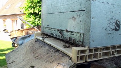 Abeilles. Arrivée d'un essaim dans une ruche piège