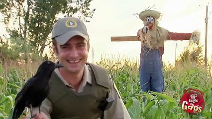 Scarecrow Shoots Crow