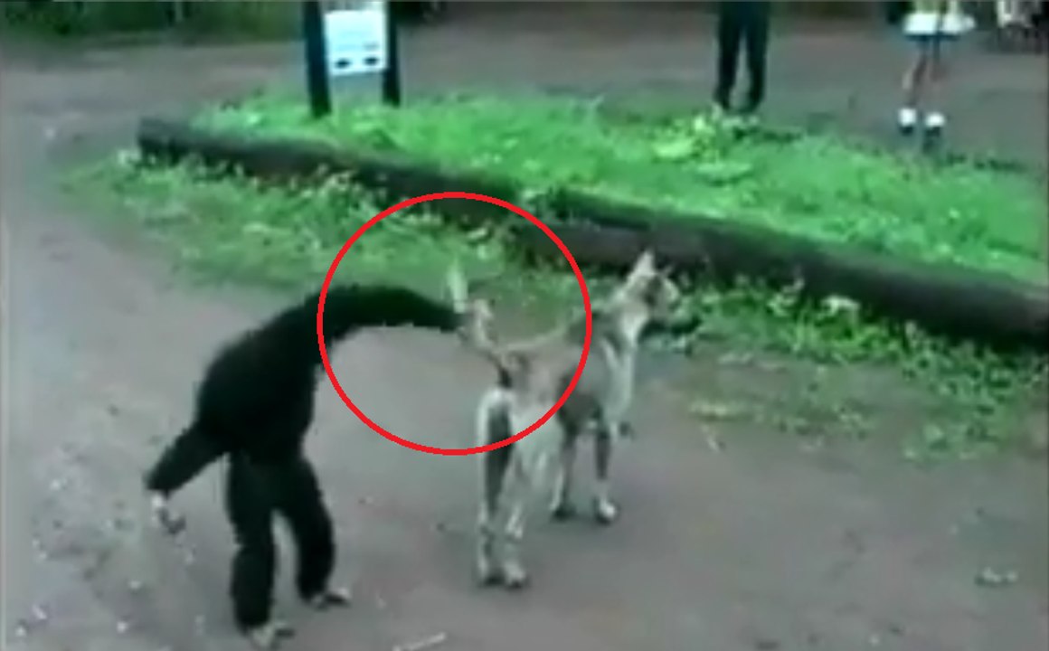 You will not Stop Laughing After Watching This Video