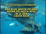 Osa Costa Rica Blue Water Pelagic Dive Experience  Music/Bigger Blue. Starring Dolphin Superpods.