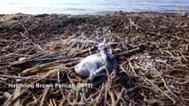 The Gulf Oil Spill Disintegrated This Island