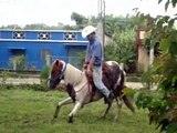 Aprende a entrenar caballos! Curso para entrenar caballos! Visita:  www.domacaballosaltaescuela.com