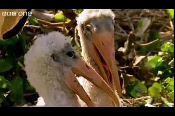 Funny Talking Animals - Walk On The Wild Side - The best BBC documentary ever!