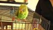 Caring for Parakeets : Wing Clipping in Parakeets