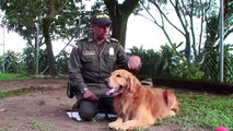 Más que guías, son humanos que aman a sus perros- Guía Caninos Policía