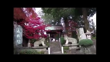 善養寺（東京・世田谷）　真言宗　Zenyoji Temple　大日如来、不動明王、天然記念物カヤの木、大榧、等々力