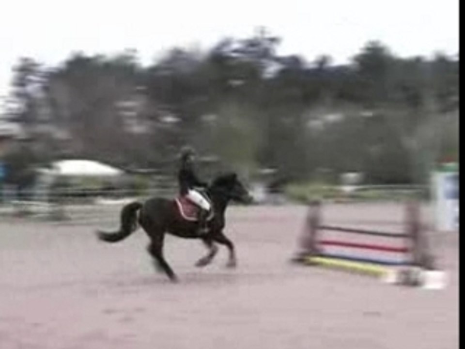 Ponette welsh 5ans D pour CSO CCE