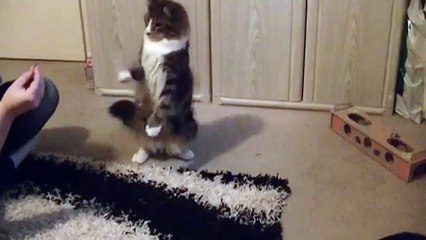 Clickertraining Imos