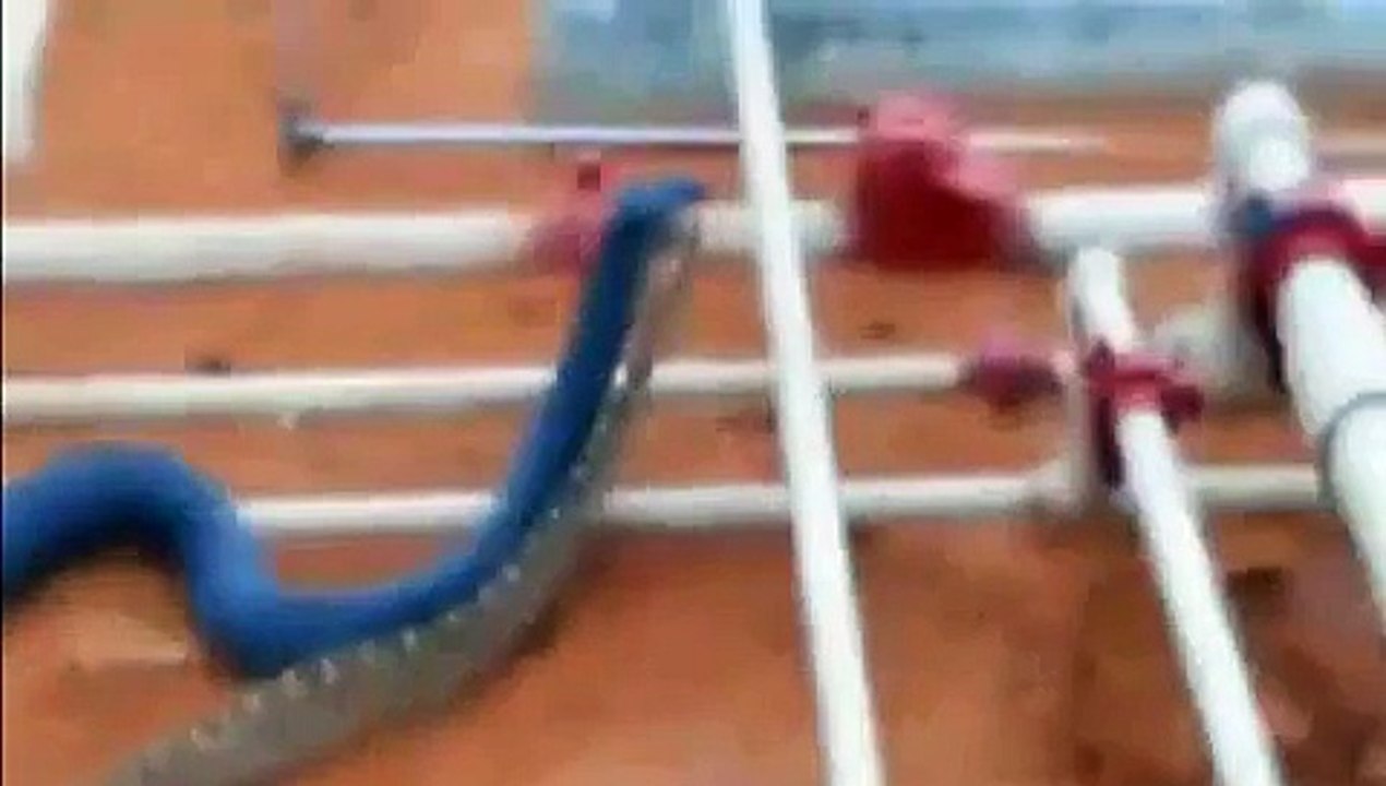 Snakes eaten other snake amazing video