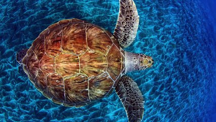Sea Turtle Tagging in Colombia