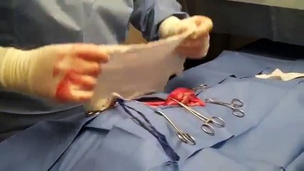 Canine Gastrotomy, Surgical Removal of Foreign Body From Stomach