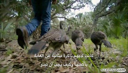 الفيلم الوثائقي حياتي  كديك رومي My Life as a Turkey مترجم