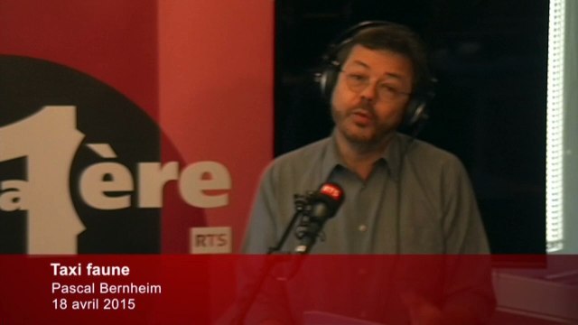 La chronique satirique: Taxi faune (Pascal Bernheim)